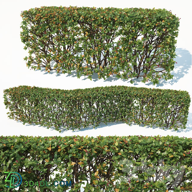 Cotoneaster lucidus 3 customizable transparent hedge