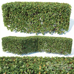 Cotoneaster lucidus 2 customizable square shape hedge 
