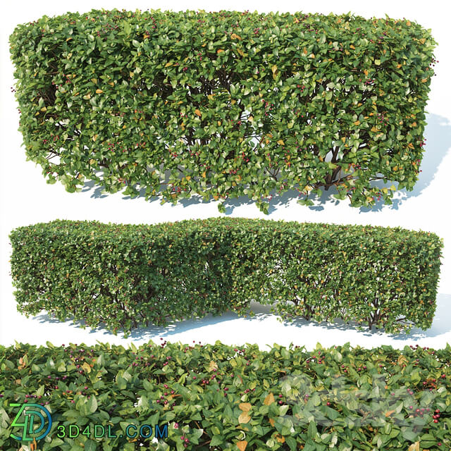 Cotoneaster lucidus 2 customizable square shape hedge