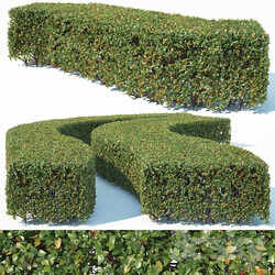 Cotoneaster lucidus 6 wide rectangular hedge 
