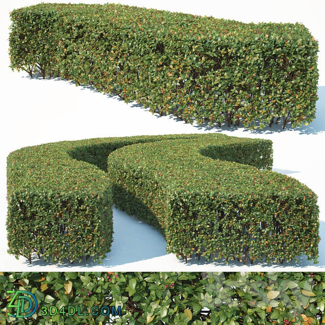 Cotoneaster lucidus 6 wide rectangular hedge