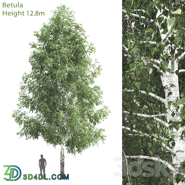 Birch 3 12.8m 