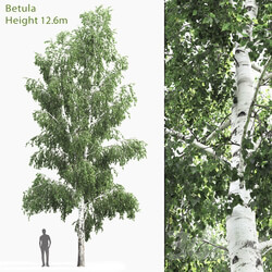 Birch 4 12.6m  
