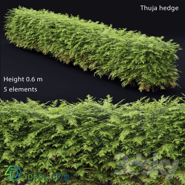 Thuja hedge 3D Models