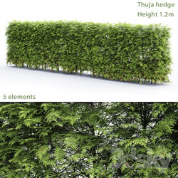 Thuja Hedge 3D Models 