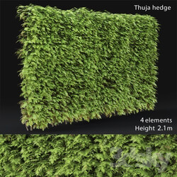 Thuja hedge 3D Models 