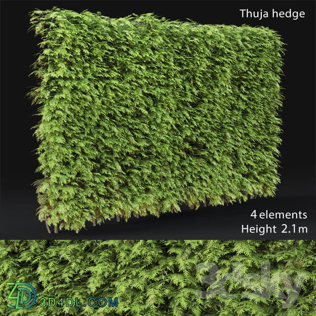 Thuja hedge 3D Models
