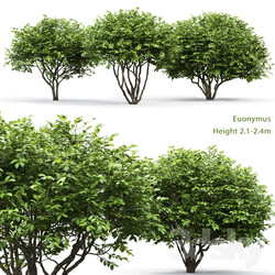 Euonymus 3D Models 