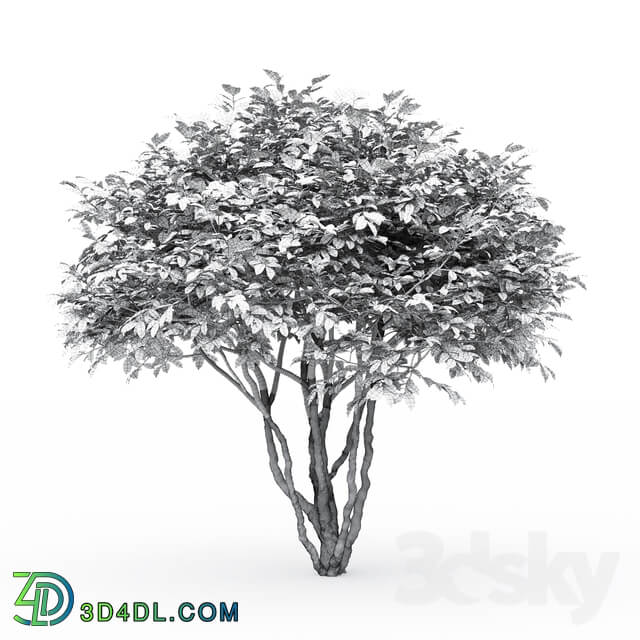 Euonymus 3D Models