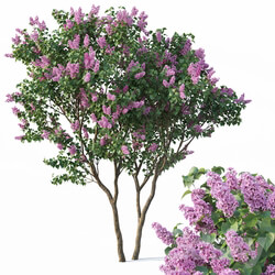 Lilac Syringa vulgaris 3 Tree 