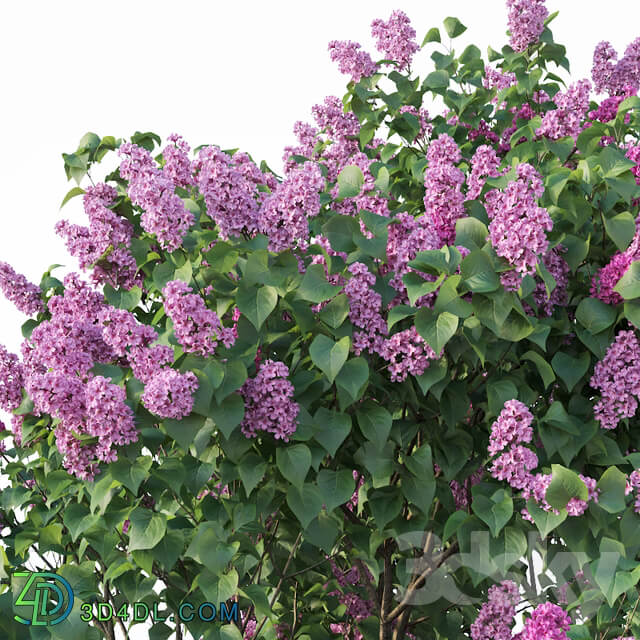 Lilac Syringa vulgaris 3 Tree
