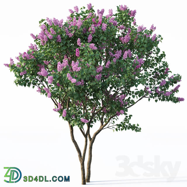 Lilac Syringa vulgaris 3 Tree
