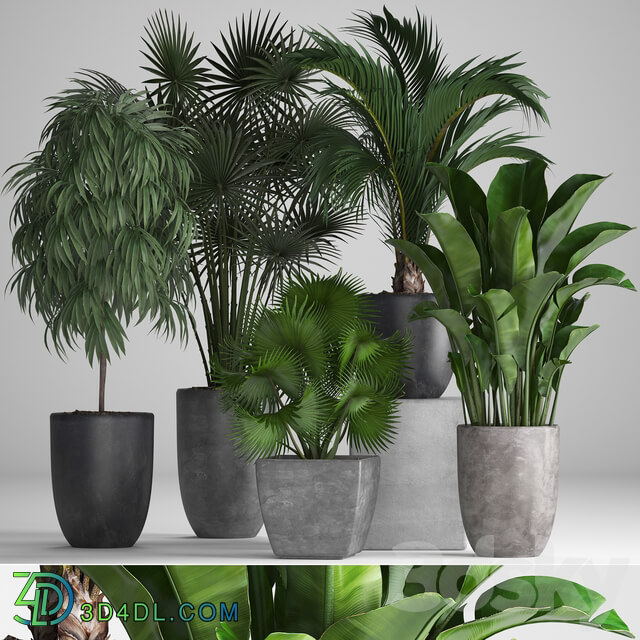 Plant collection 258. Banana fan palm Ficus flowerpot concrete pot flowerpot strelitzia Ficus Alii 3D Models