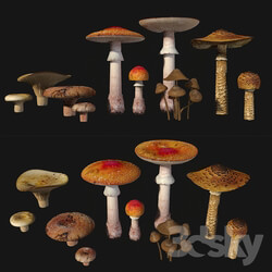 Miscellaneous Mushrooms. Set1 