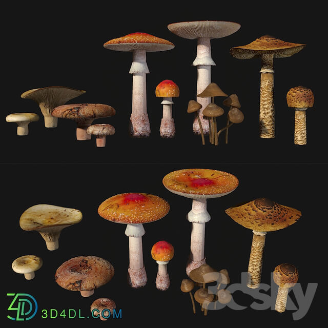 Miscellaneous Mushrooms. Set1