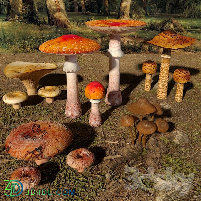 Miscellaneous Mushrooms. Set1