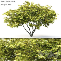 Acer Palmatum 3D Models 