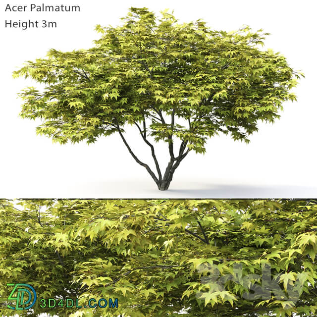 Acer Palmatum 3D Models