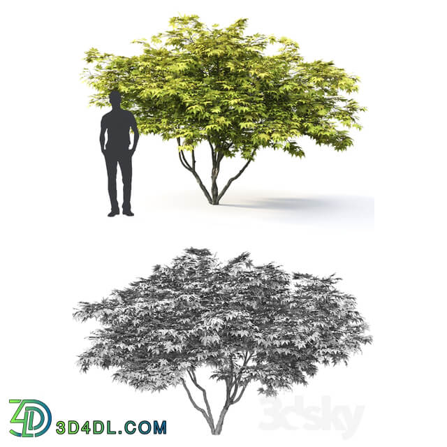 Acer Palmatum 3D Models