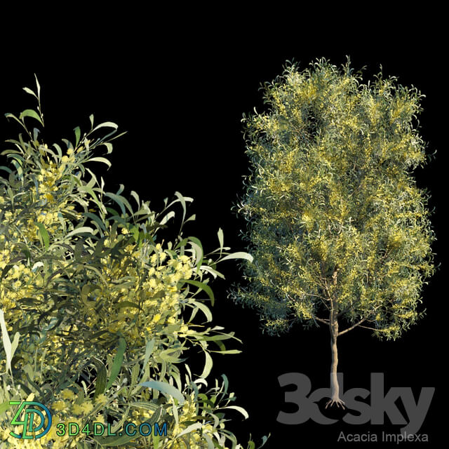 Acacia Implexa