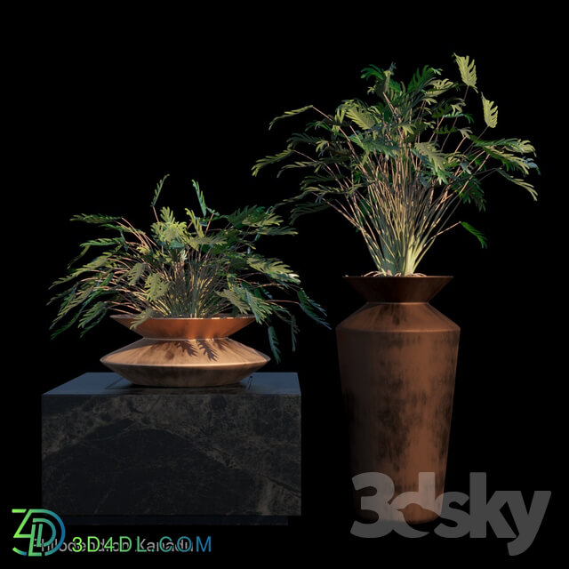 Philodendron Xanadu tropical set