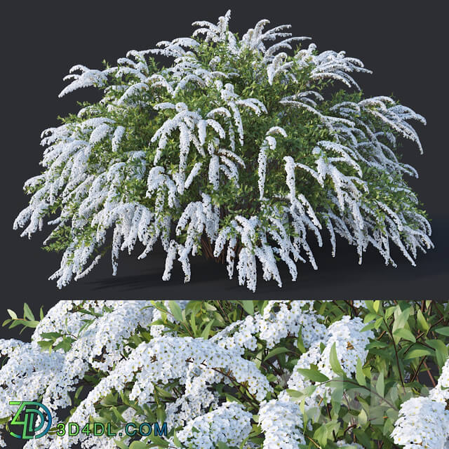 Spiraea 6 Spiraea X Cinerea. Grefsheim H140cm