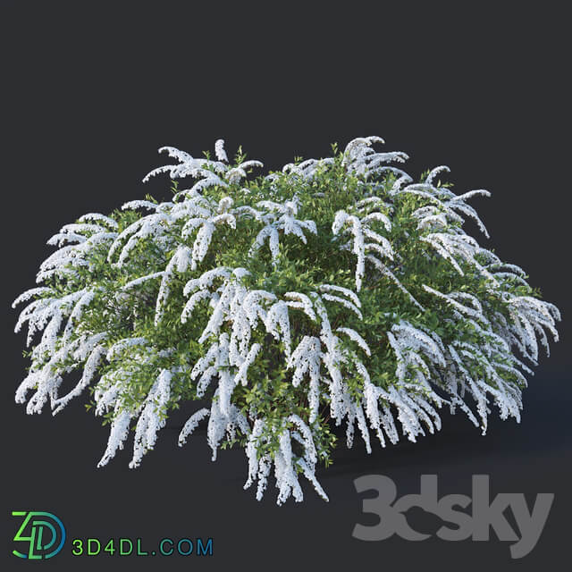 Spiraea 6 Spiraea X Cinerea. Grefsheim H140cm