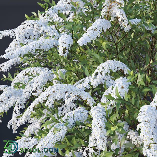 Spiraea 6 Spiraea X Cinerea. Grefsheim H140cm