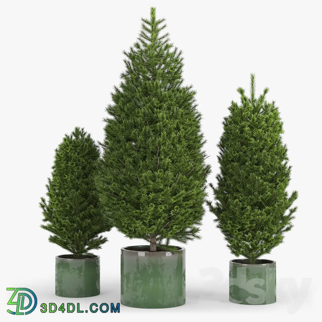 Fir tree fir