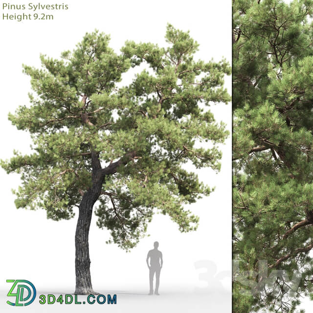 Pine 3D Models