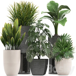 Plant collection 277. palm grass monstera rapis alocasia pot flowerpot 3D Models 