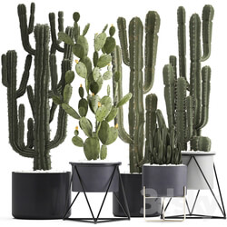 Plant collection 282. Cactus set. Prickly pear Cereus carnegia cactus Prickly pear desert plants interior exotic 3D Models 
