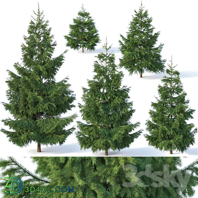 Spruce 1. Six sizes H1 3m