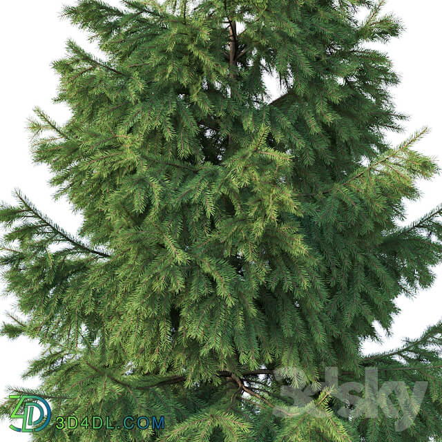Spruce 1. Six sizes H1 3m