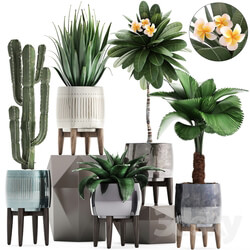 Plant collection 292. Cactus Likuala Plumeria Agave Houseplants Luxury Pot Flowerpot Exotic Stylish 3D Models 