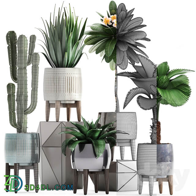 Plant collection 292. Cactus Likuala Plumeria Agave Houseplants Luxury Pot Flowerpot Exotic Stylish 3D Models