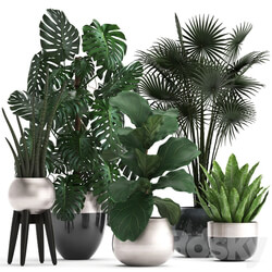 Plant collection 293. Monstera Ficus Lyrata fan palm indoor plants luxury flowerpot luxury decor exotic plants interior office 3D Models 