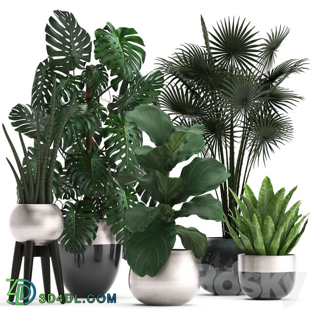 Plant collection 293. Monstera Ficus Lyrata fan palm indoor plants luxury flowerpot luxury decor exotic plants interior office 3D Models