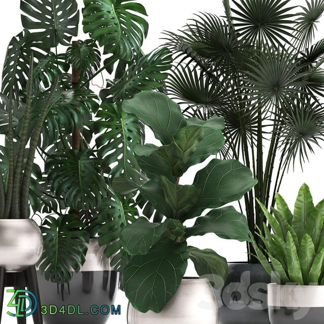 Plant collection 293. Monstera Ficus Lyrata fan palm indoor plants luxury flowerpot luxury decor exotic plants interior office 3D Models