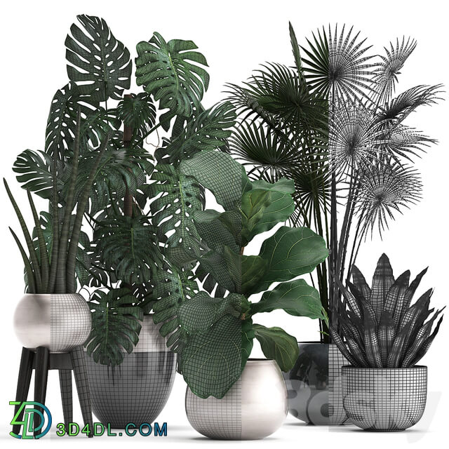 Plant collection 293. Monstera Ficus Lyrata fan palm indoor plants luxury flowerpot luxury decor exotic plants interior office 3D Models