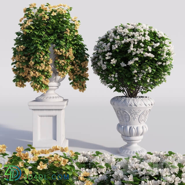 Bougainvillea planter set.