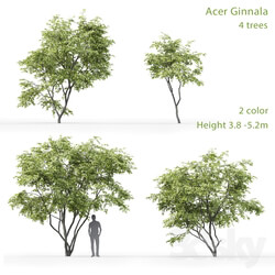 Acer Ginnala 3D Models 
