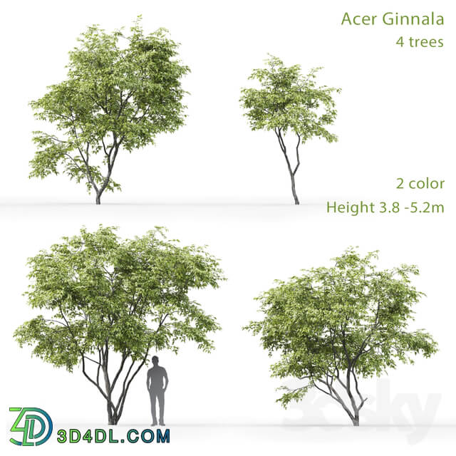 Acer Ginnala 3D Models