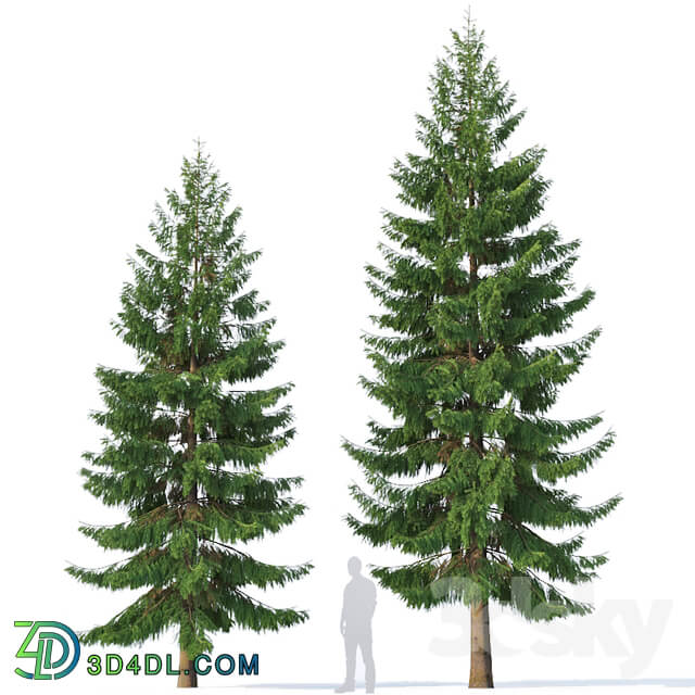 Spruce 5 Two sizes H8 10m. Modular branches