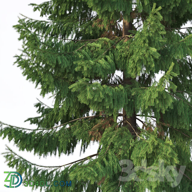 Spruce 5 Two sizes H8 10m. Modular branches