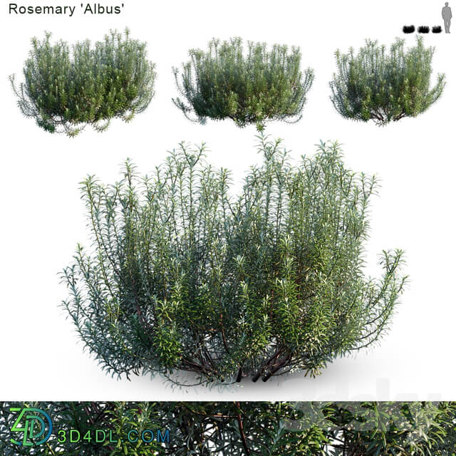 Rosemary albus