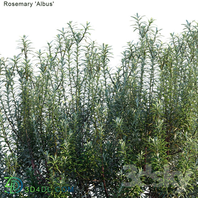 Rosemary albus