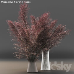 Miscanthus flower in vases 