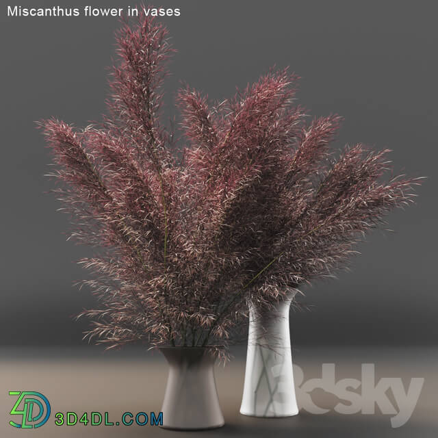 Miscanthus flower in vases