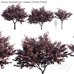 Cercis Canadensis redbud Forest Pansy  